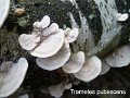 Trametes pubescens-amf1824